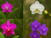 Mengenal Kepribadian Bunga Anggrek : Cantik, Anggun, tapi Punya Maunya Sendiri