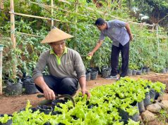 Grand Whiz Hotel Trawas Manfaatkan Lahan untuk Budidaya Sayuran Organik, Tingkatkan Kualitas dan Edukasi Tamu