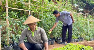 Grand Whiz Hotel Trawas Manfaatkan Lahan untuk Budidaya Sayuran Organik, Tingkatkan Kualitas dan Edukasi Tamu