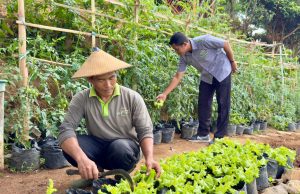 Grand Whiz Hotel Trawas Manfaatkan Lahan untuk Budidaya Sayuran Organik, Tingkatkan Kualitas dan Edukasi Tamu