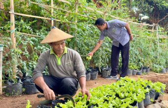 Grand Whiz Hotel Trawas Manfaatkan Lahan untuk Budidaya Sayuran Organik, Tingkatkan Kualitas dan Edukasi Tamu