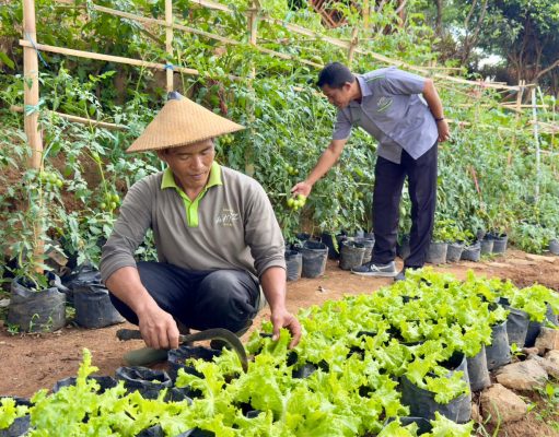 Grand Whiz Hotel Trawas Manfaatkan Lahan untuk Budidaya Sayuran Organik, Tingkatkan Kualitas dan Edukasi Tamu