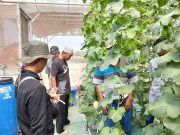 Dari Masjid Menuju Kebun Produktif, Tim Marbot Manarul Iman Belajar Integrated Farming di Sedesa Farm Lamongan
