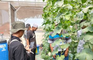 Dari Masjid Menuju Kebun Produktif, Tim Marbot Manarul Iman Belajar Integrated Farming di Sedesa Farm Lamongan